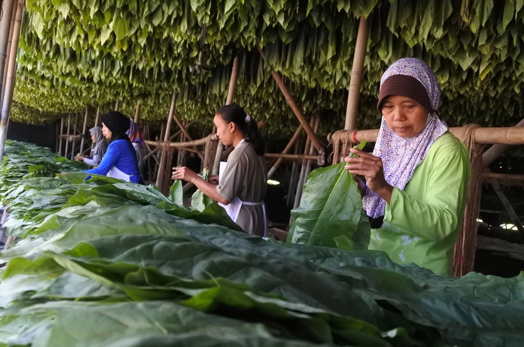 Pekerja menyortir daun tembakau (Foto:Antara/Seno)