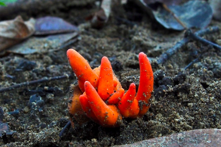 Jamur Mematikan Asal Jepang Ditemukan di Australia