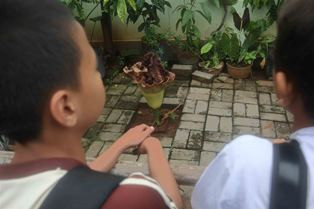 Tanaman Mirip Bunga Bangkai Tumbuh di Bekasi