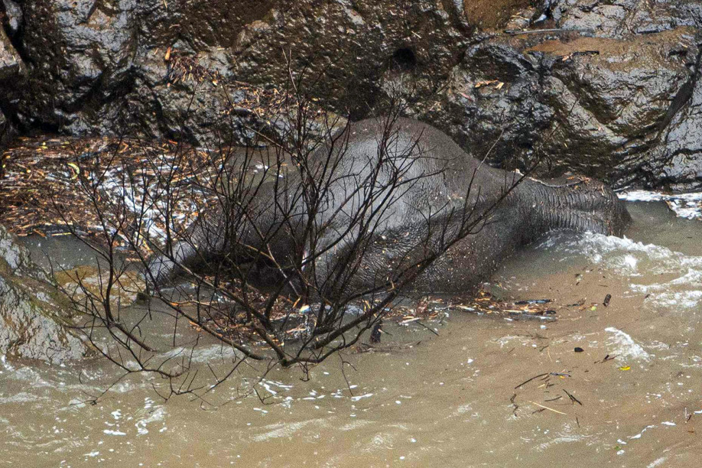 Jatuh ke Air Terjun di Thailand, Enam Gajah Mati