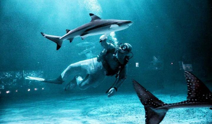 Pertama di Indonesia, Dua Penyelam Memberi Makan Hiu