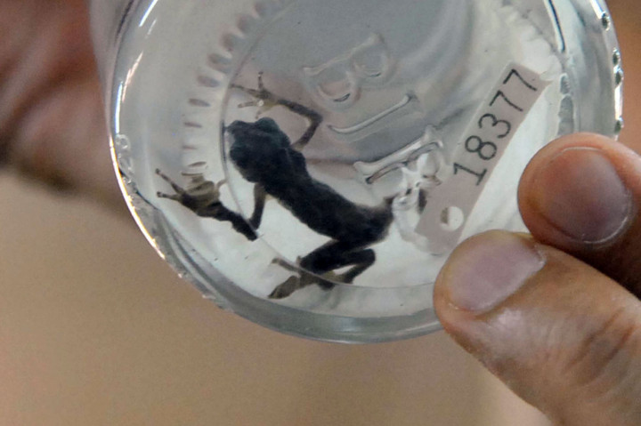 LIPI Temukan Spesies Baru Katak, Kodok, dan Burung