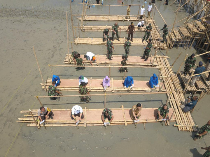 300 Ribu Bibit Bakau Ditanam di 74 Titik