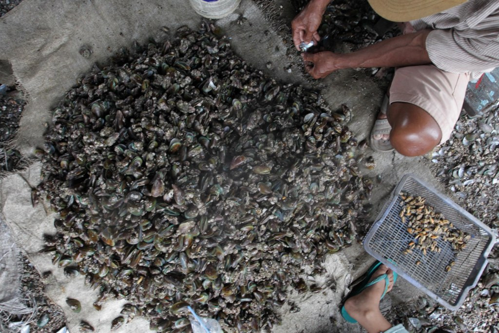 Aktivitas sejumlah nelayan kerang hijau di kawasan Muara Angke, Jakarta, Selasa, 22 Januari 2019. Foto: MI/Pius Erlangga