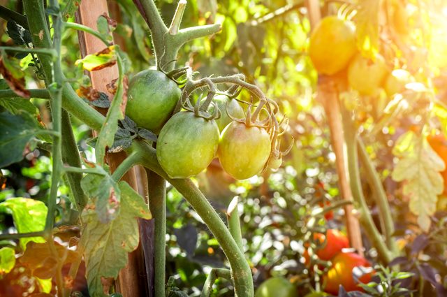 Aksi Sederhana demi Menciptakan Pangan yang Sehat