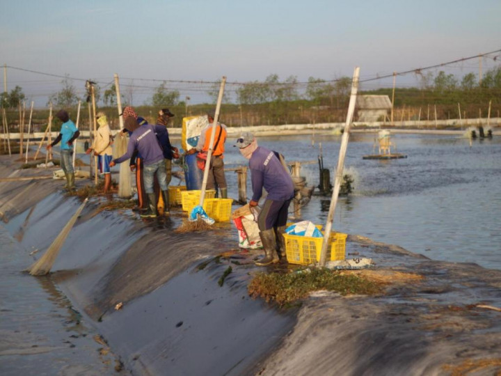 eFishery Dongkrak Produktivitas Pembudidaya Ikan dan Udang
