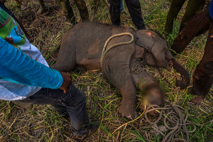 Miris, Seekor Anak Gajah Luka Parah Terkena Jerat Nilon