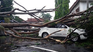 DLH Yogyakarta Pangkas Pohon-pohon Perindang