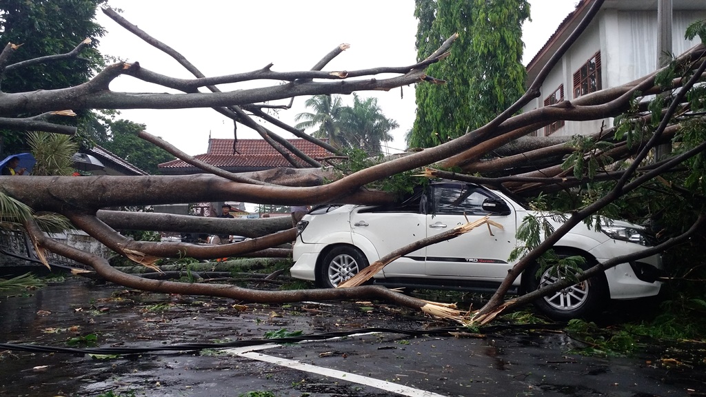 Ilustrasi--pohon tumbang menimpa sebuah mobil di Cianjur, Jawa Barat. (Foto: MI/Benny Bastiandy)