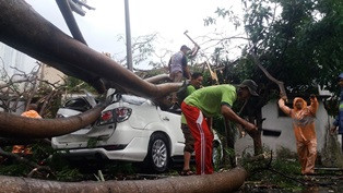 Korban Pohon Tumbang di Cianjur Selamat