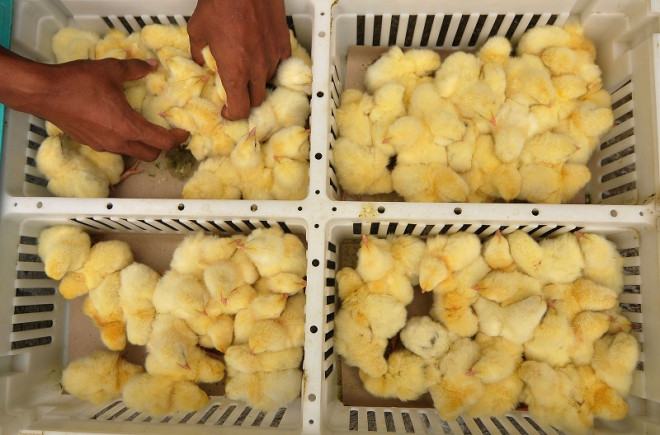 Ilustrasi, anak ayam usai menetas. Foto: ANT/Oky Lukmansyah