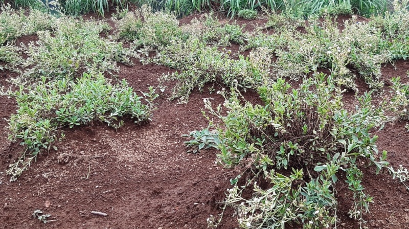 Sejarahnya, pada 1985 Stevia sudah dilakukan produksinya secara massal. (Foto: A. Firdaus/Medcom.id)