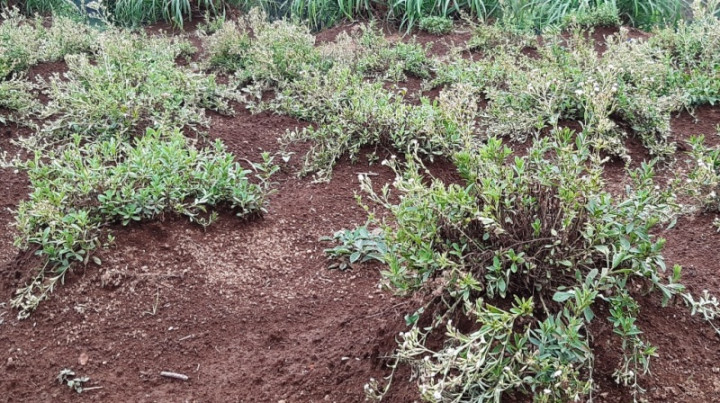 Mengenal Stevia, si Pemanis tanpa Kalori