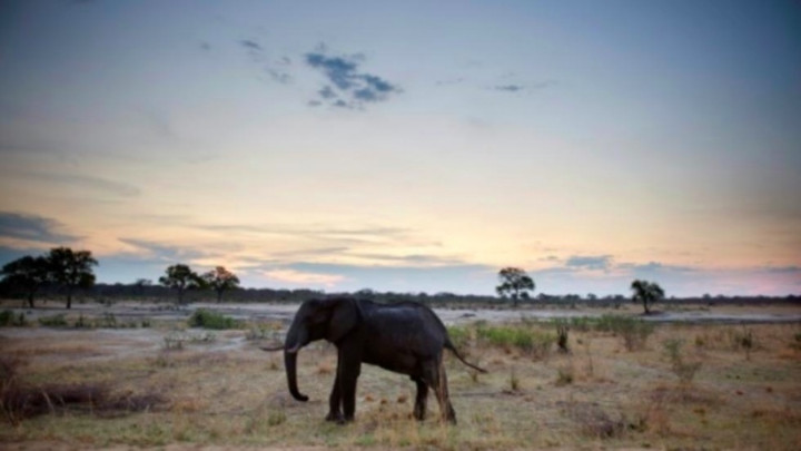 Dilanda Kekeringan, 55 Gajah Mati Kelaparan di Zimbabwe