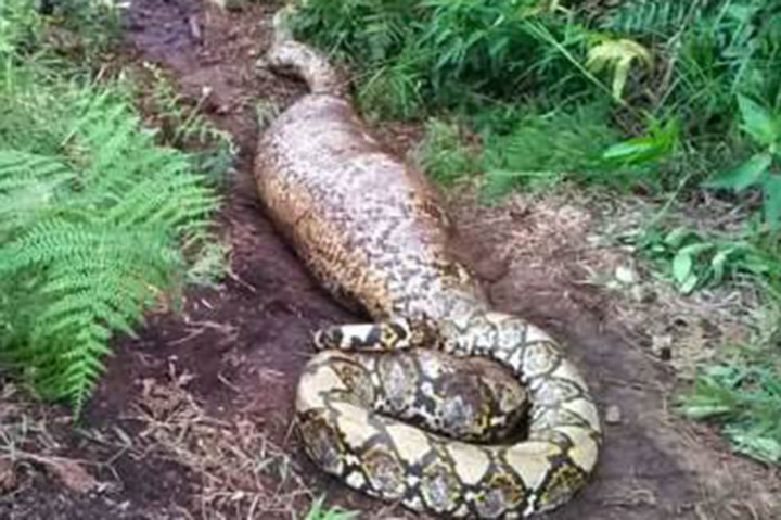 Kekenyangan Usai Makan Babi, Piton Raksasa Dievakuasi