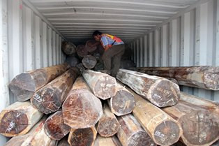 Bos Pembalakan Liar di Jambi Ditangkap