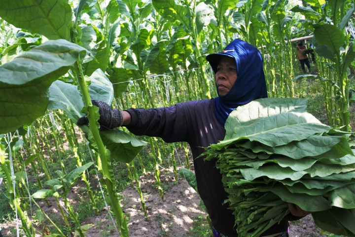 Petani dan Pengusaha Keluhkan Kenaikan Cukai Rokok