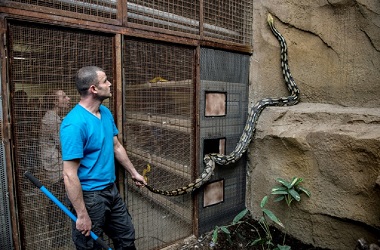 Dililit Ular di Bagian Leher, Wanita AS Ditemukan Tewas