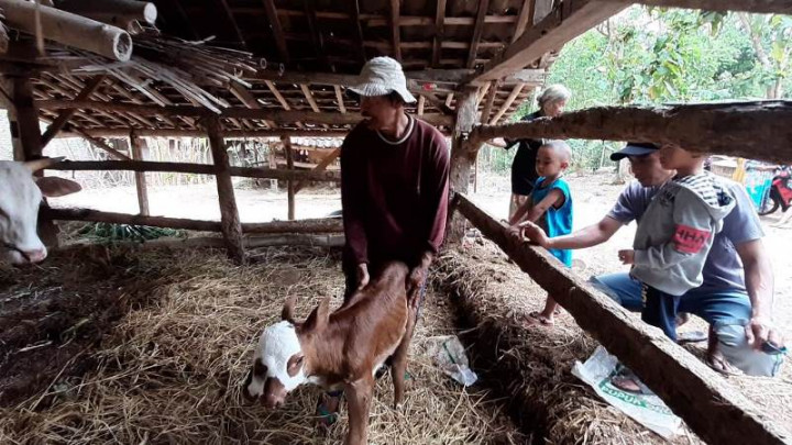 Anak Sapi di Bantul Punya 2 Mulut dan 3 Kelopak Mata