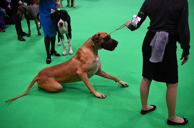 Seorang Wanita Tewas Diserang Anjing Peliharaannya Sendiri
