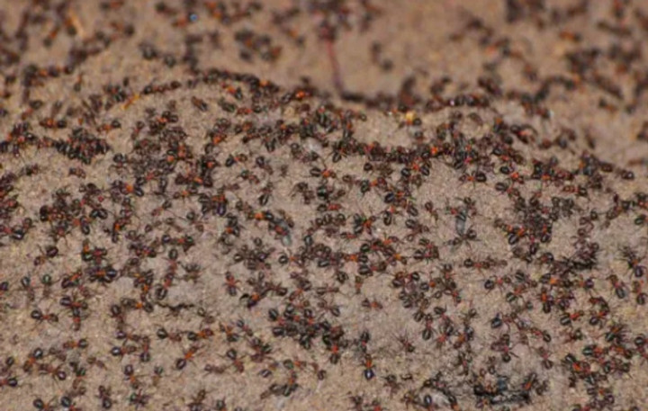 Semut Kanibal Keluar dari Bunker Senjata Nuklir Soviet