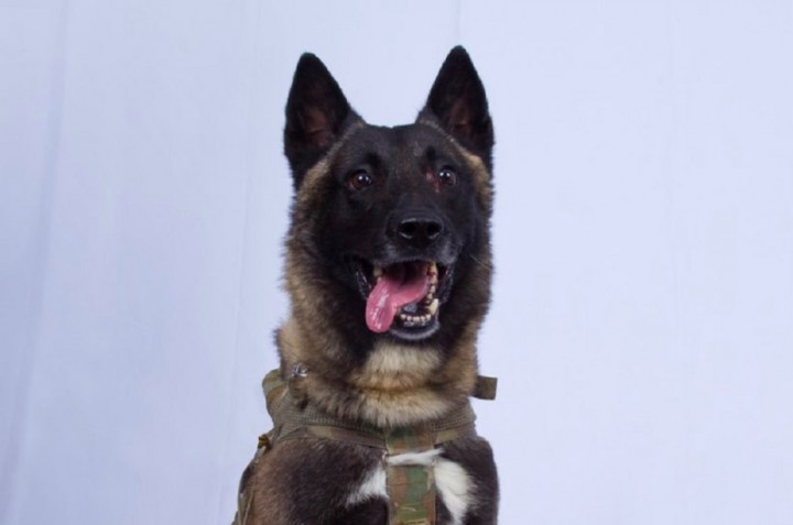 Anjing 'Pahlawan' Dipanggil Trump ke Gedung Putih