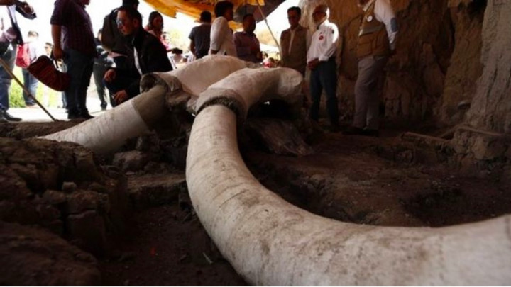 Tulang Besar Gajah Prasejarah Ditemukan di Meksiko
