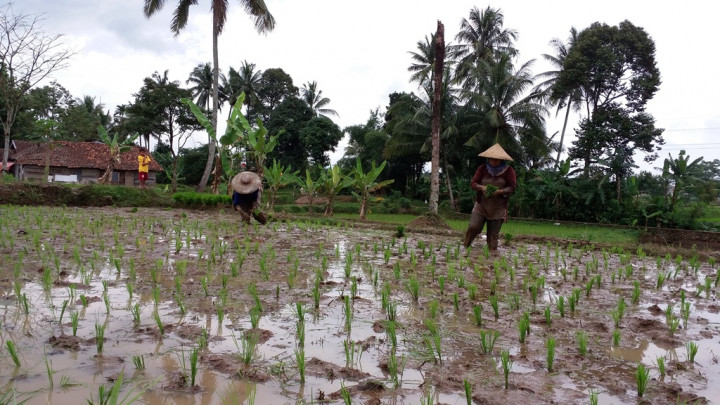 Perkembangan Industri Gerus Ruang Pertanian