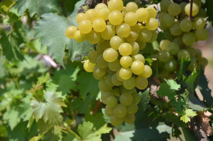 Jan Ethes SP1 jadi Nama Varietas Anggur Baru