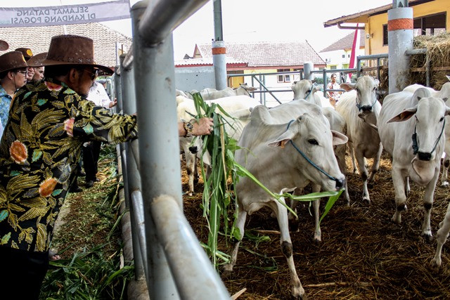 Perbankan Perlu Dukung Sektor Peternakan
