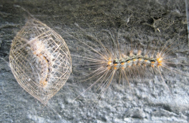 Ulat Bulu Menyerang Sekolah, Siswa Dipulangkan