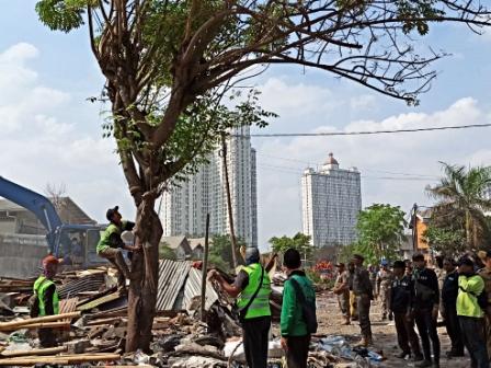 Tanah Gusuran di Sunter Ditanami Pohon Tabebuya