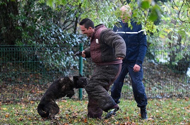 Wanita Hamil Tewas Diserang Anjing di Hutan Prancis