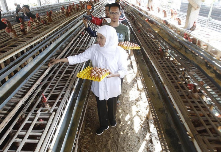 Telur di Jatim Dipastikan Aman Dikonsumsi