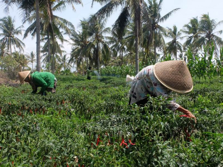 Harga Cabai di Tingkat Petani Kulon Progo Dinilai Cukup Baik