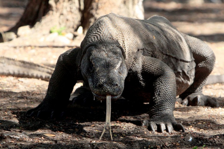 Pembangunan Museum Komodo Rampung 2020