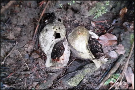 Situs Triton di Teluk Wondama Ditemukan