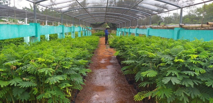 DLH Jepara Bagikan 388 Ribu Bibit Tanaman