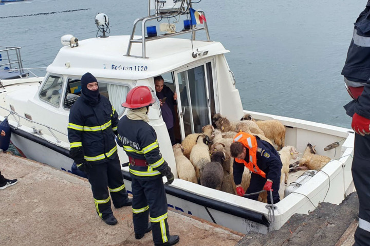 Kapal Bermuatan Belasan Ribu Domba Terbalik di Laut Hitam