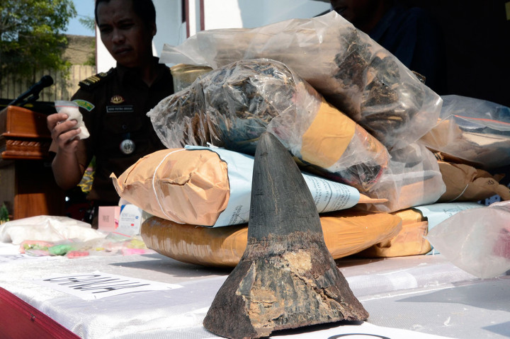 Cula Badak Termasuk Barang yang Dimusnahkan Kejari Bandarlampung