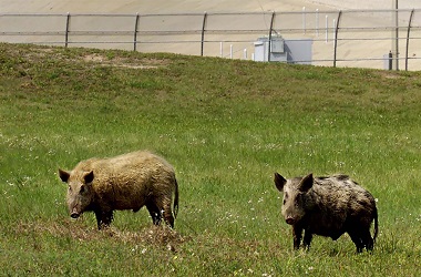 Seorang Perempuan Tewas Diserang Babi Hutan di Texas
