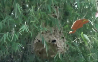 Tawon Bisa Menyerang Kendati Tak Diganggu