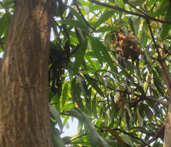 Tawon Vespa Masih Meneror Rumah Warga di Koja