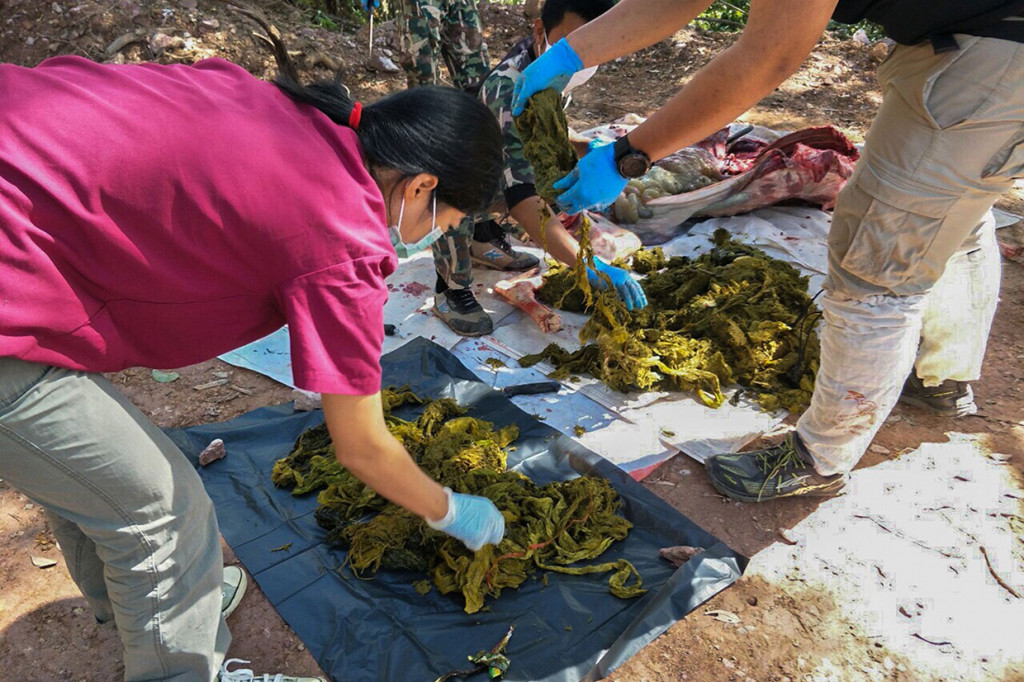 Seekor Rusa Mati dengan Perut Penuh Sampah Plastik