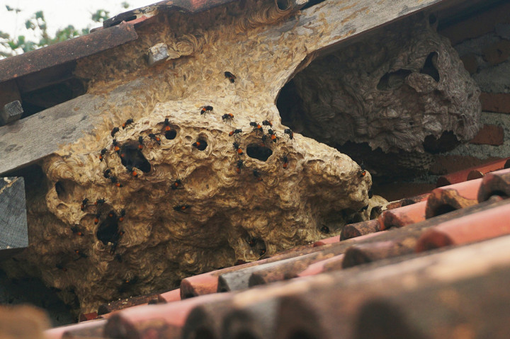 Tawon Vespa Teror Warga Jepara