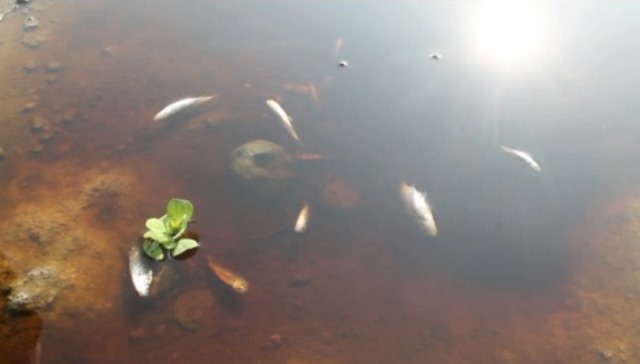 Sungai Bengawan Solo Tercemar Limbah Berbahaya