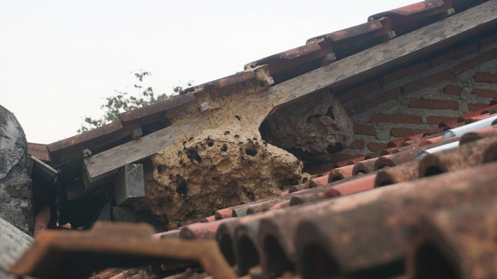 Warga Diminta Tidak Gegabah Terhadap Sarang Tawon