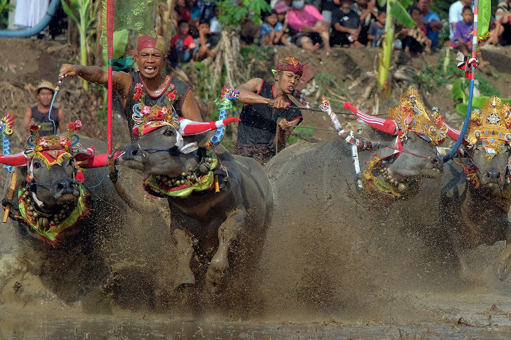Tradisi Makepung Lampit 2019 di Jembrana