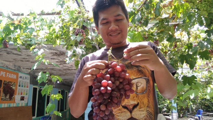 Kisah Rio, Pembudi Daya Anggur dari Ukraina di Bantul