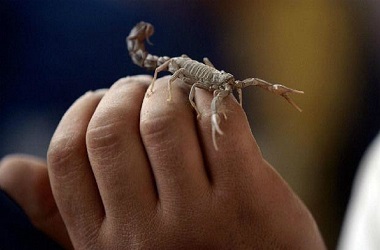 Penumpang Disengat Kalajengking di Pesawat Maskapai AS